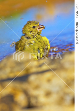 Serin, Mediterranean Forest, Spain Serin, Mediterranean Forest, Spain 75561058
