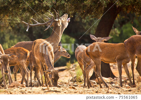 Red Deer, Monfrague National Park, Spain 75561065
