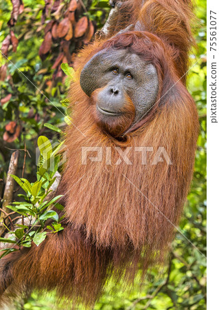 Orangutan,Tanjung Puting National Park, Borneo Orangutan,Tanjung Puting National Park, Borneo 75561077