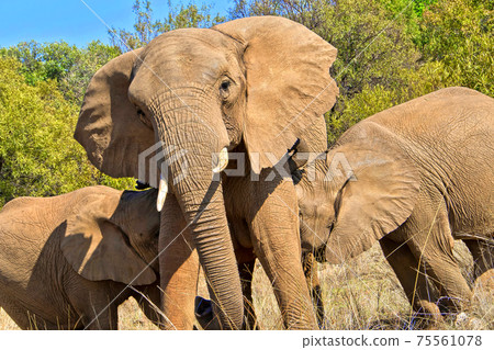 African Elephant, Wildlife Reserve, South Africa African Elephant, Wildlife Reserve, South Africa 75561078