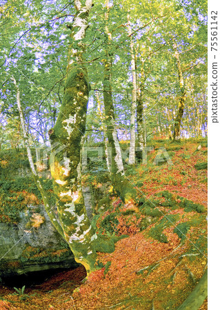 Forest Landscape, Valderejo Natural Park, Spain 75561142