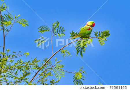 Alexandrine Parakeet, Royal Bardia National Park, Nepal Alexandrine Parakeet, Royal Bardia National Park, Nepal 75561155