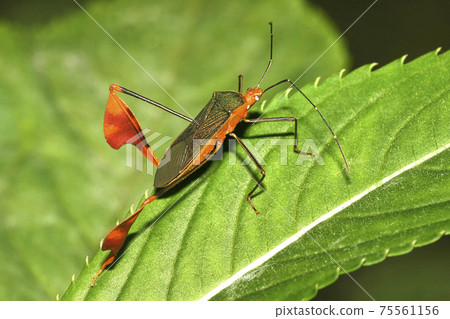 True Bug, Napo River Basin, Amazonia, Ecuador True Bug, Napo River Basin, Amazonia, Ecuador 75561156