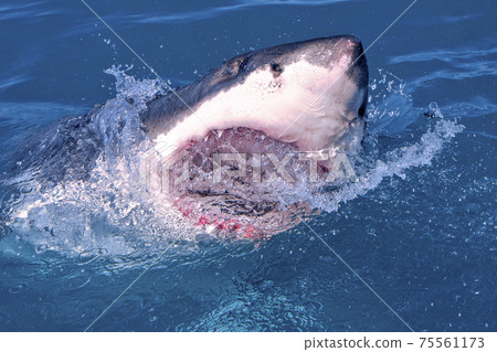 Great White Shark, Gansbaai, South Africa 75561173