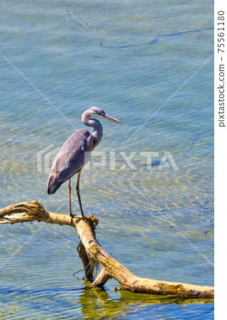 Grey Heron, Royal Bardia National Park, Nepal 75561180