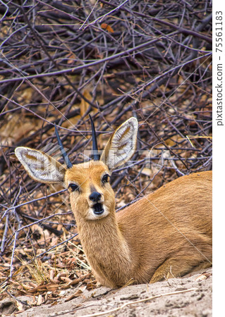 Steenbok, Khama Rhino Sanctuary, Botswana 75561183