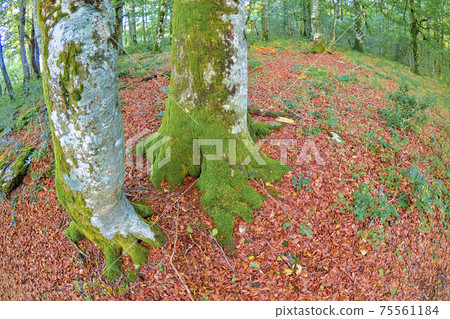 Forest Landscape, Valderejo Natural Park, Spain Forest Landscape, Valderejo Natural Park, Spain 75561184