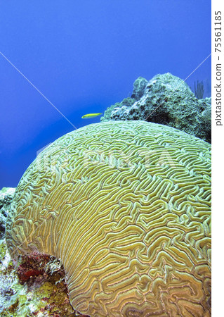 Brain coral, Coral Reef, Isla de la Juventud, Cuba 75561185