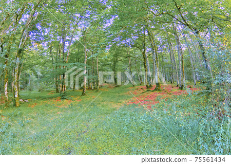 Forest Landscape, Valderejo Natural Park, Spain 75561434