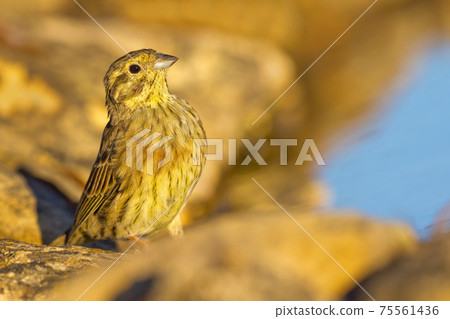 Juvenile Cirl Bunting, Mediterranean Forest, Spain 75561436