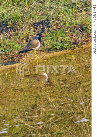 Red wattled Lapwing, Royal Bardia National Park, Nepal Red wattled Lapwing, Royal Bardia National Park, Nepal 75561441