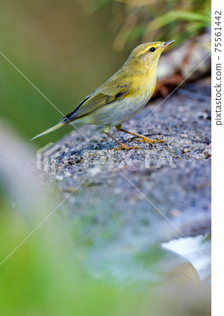 Willow Warbler, Mediterranean Forest, Spain Willow Warbler, Mediterranean Forest, Spain 75561442