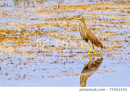 Indian Pond Heron, Royal Bardia National Park, Nepal 75561450
