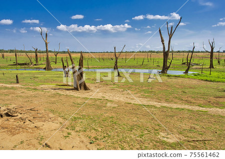 Wetlans Landscape, Udawalawe National Park, Sri Lanka 75561462