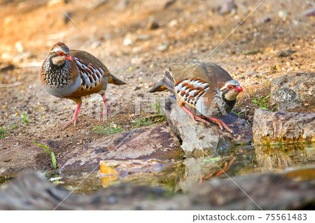 Red-legged Partridge, Monfrague National Park, Spain Red-legged Partridge, Monfrague National Park, Spain 75561483
