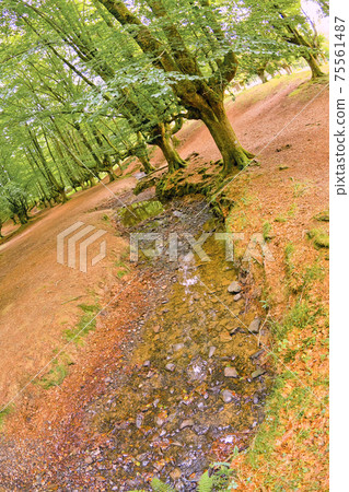 Otzarreta Beech Forest, Gorbeia Natural Park, Spain Otzarreta Beech Forest, Gorbeia Natural Park, Spain 75561487
