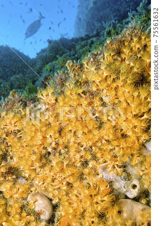 Yellow Encrusting Sea Anemone, Cabo Cope-Puntas del Calnegre Natural Park, Spain 75561632