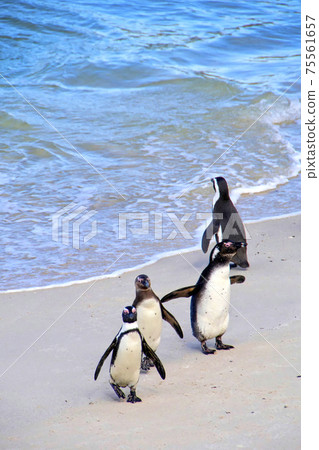 African Penguin, Table Mountain National Park, South Africa 75561657