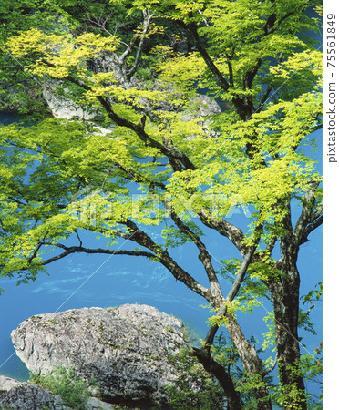 Fresh green and blue river in Dakigaeri Valley, Semboku City, Akita Prefecture 75561849