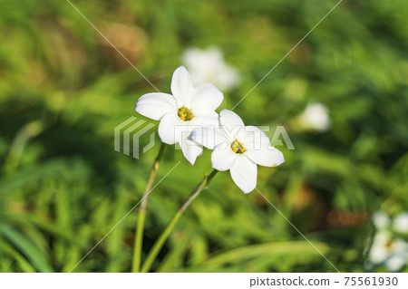 Two-wheeled Hananilla blooming in the park Two-wheeled Hananilla blooming in the park 75561930