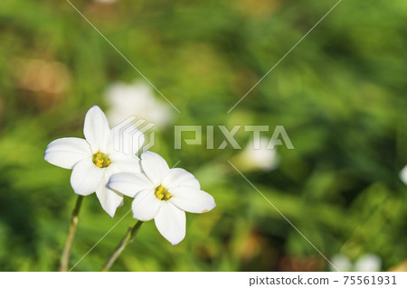Two-wheeled Hananilla blooming in the park Two-wheeled Hananilla blooming in the park 75561931