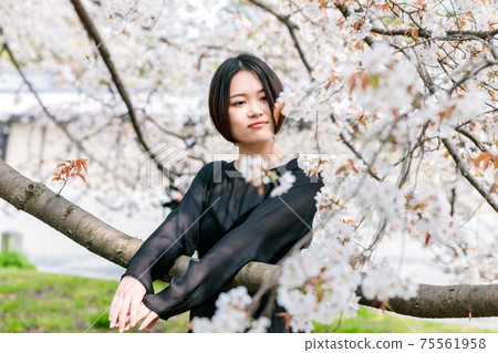 Young woman looking at cherry blossoms 75561958