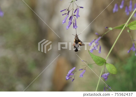 星鳳雀吸吮秋草路的花蜜 星鳳雀吸吮秋草路的花蜜 75562437