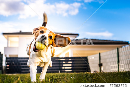 Dog run, beagle jumping fun in the garden summer sun with a toy fetching Dog run, beagle jumping fun in the garden summer sun with a toy fetching 75562753