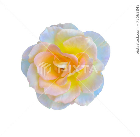 It's a rose with yellow on the inside and white on the outside on a white background,clipping paths. It's a rose with yellow on the inside and white on the outside on a white background,clipping paths. 75562845