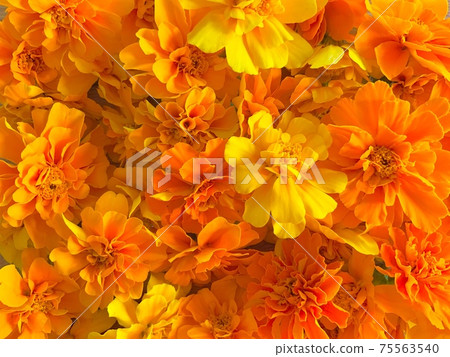 French marigold French marigold 75563540