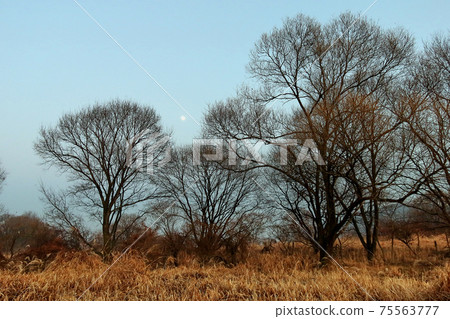 Changnyeong Upo Wetland, Wetland 75563777