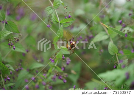 Kiirosuzumebachi吮吸秋草寺的花蜜 Kiirosuzumebachi吮吸秋草寺的花蜜 75563877