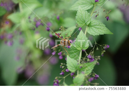 Kiirosuzumebachi吮吸秋草寺的花蜜 Kiirosuzumebachi吮吸秋草寺的花蜜 75563880