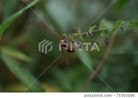 Kiirosuzumebachi吮吸秋草寺的花蜜 Kiirosuzumebachi吮吸秋草寺的花蜜 75563886