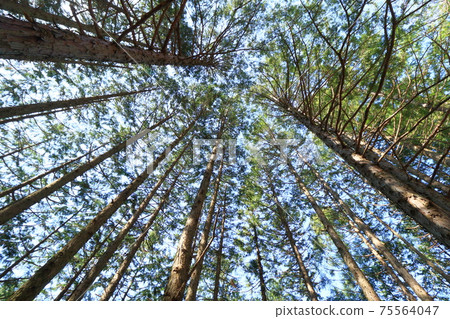 Sugi grove, cedar forest, plantation, pollinosis 75564047