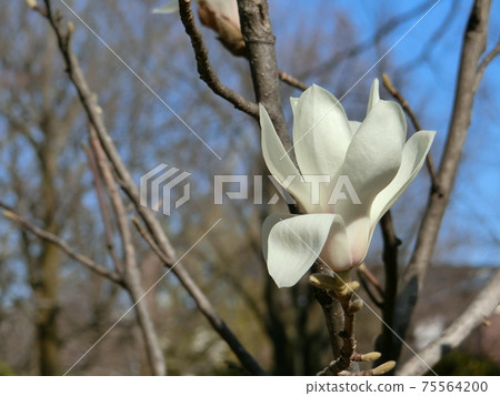 Shiraki蓮花（hakukurenen） 75564200