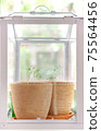 Flowerpots with young seedlings in a greenhouse 75564456