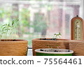 Flowerpots with young seedlings in a greenhouse 75564461