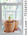 Flowerpots with young seedlings in a greenhouse 75564503