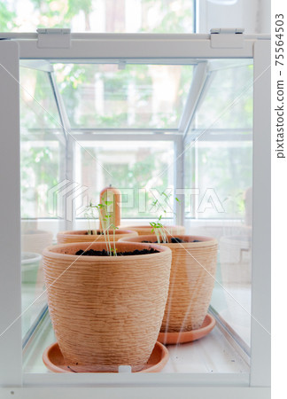 Flowerpots with young seedlings in a greenhouse 75564503