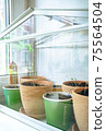 Flowerpots with young seedlings in a greenhouse 75564504