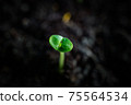 Macro shot of young seedling in soil 75564534