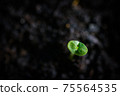 Macro shot of young seedling in soil 75564535