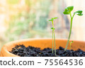 Young green seedlings in a flowerpot indoors 75564536