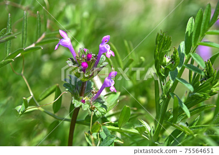 Hotokenosa(佛座) Hotokenosa(佛座) 75564651