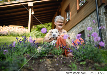 Portrait of senior woman sitting outdoors in garden, pet dog friendship. 75564722