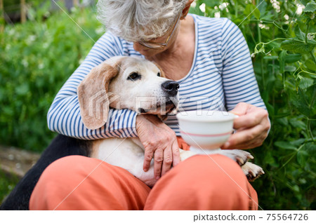 Portrait of senior woman with coffee sitting outdoors in garden, pet dog friendship. 75564726