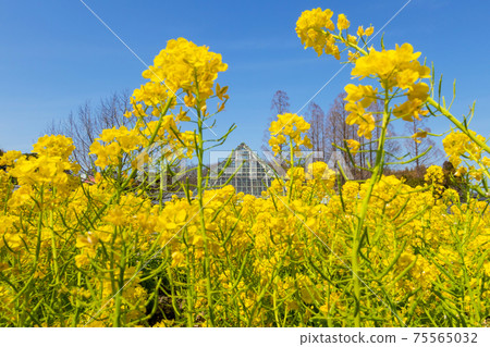 Nagoya City Agricultural Center, Nabana in full bloom <Nagoya City, Aichi Prefecture> 75565032