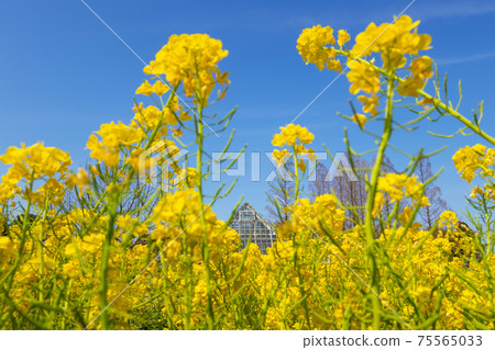 Nagoya City Agricultural Center, Nabana in full bloom <Nagoya City, Aichi Prefecture> 75565033
