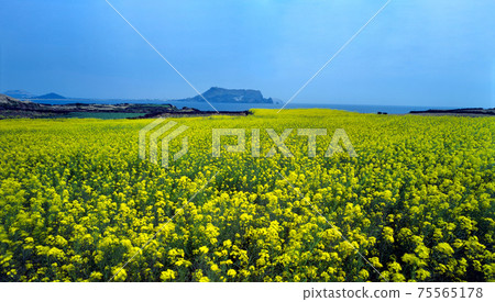 Jeju Island Seongsan Sunrise Peak and rape flowers, Jeju Island Seongsan Sunrise Peak and rape flowers, 75565178